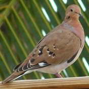 Zenaida Dove